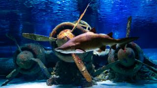 Aquarium Antalya 1325