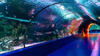 Aquarium Antalya 1326