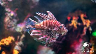 Aquarium Antalya 1324